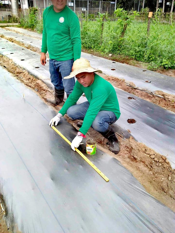 TESDA-CVS constantly practices natural and sustainable organic farming